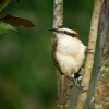 Strizlik rezavosijny - Campylorhynchus rufinucha - Rufous-naped Wren 5560